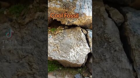 Great Preservation! #fossil #fun #canada #nb #paleontology #carboniferous #old #cool