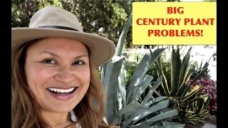 CENTURY PLANT : Agave Americana ⚠️Don't Make These Planting Mistakes!