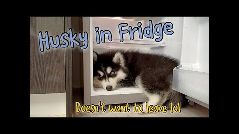 Husky in Fridge❤️ | Sky