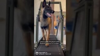 Malinois Treadmill Time