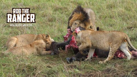 Paradise Lion Pride Eat A Buffalo | Maasai Mara Safari | Zebra Plains