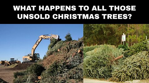 What happens to all those unsold Christmas trees?