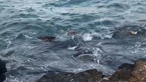 SURF’N TURTLES - “SEA” THE TURTLES PLAYING & DINING ON THE SOUTH KAUA’I SHORE, MAKAHŪʻENA POINT