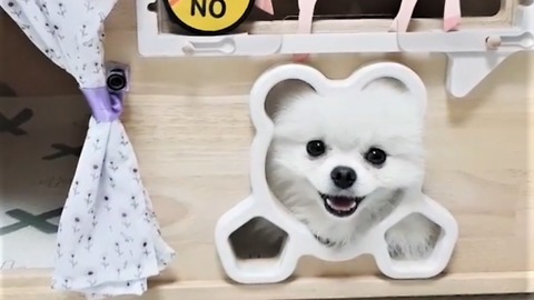 Pomeranian performs incredibly adorable trick