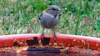 IECV NV #430 - 👀 House Sparrows In The Out Back🐤🐤🐤🐤🐤 7-16-2017