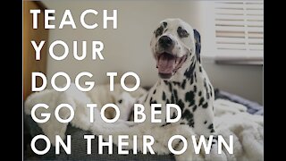 Training your dog to go to their bed ON COMMAND!