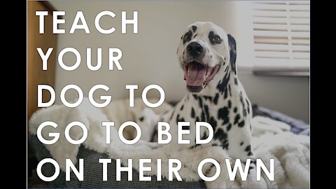 Training your dog to go to their bed ON COMMAND!