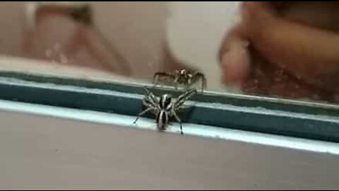 Edderkop angriber sit eget spejlbillede