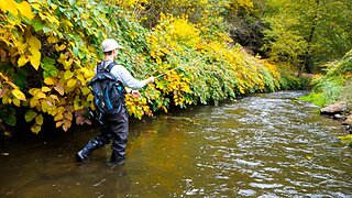 I caught a TON OF TROUT out of this creek! (First time Euro Nymphing)