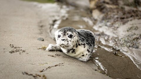 Cute baby animals 😍