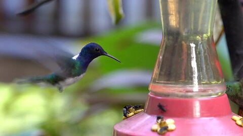 CatTV: That Your Cat to see a White-Necked Jacobin feeding at a bird feeder!