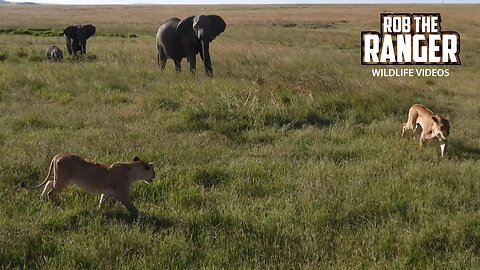 Elephants Disturb Sleeping Lions | Lalashe Maasai Mara Safari