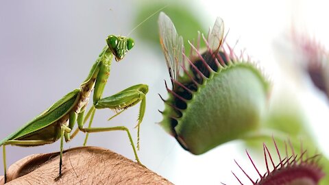 The Large Venus Flytrap VS a Mantis