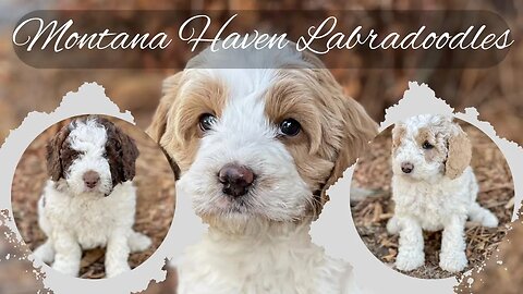 Australian Labradoodle Puppies - Now Available!