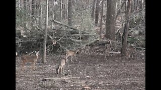A herd of deers at the backyard
