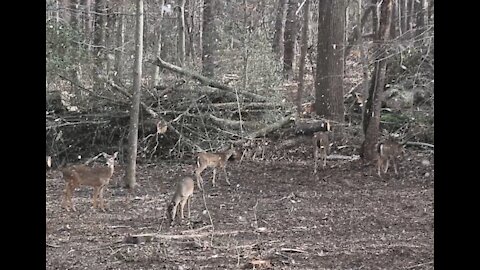 A herd of deers at the backyard