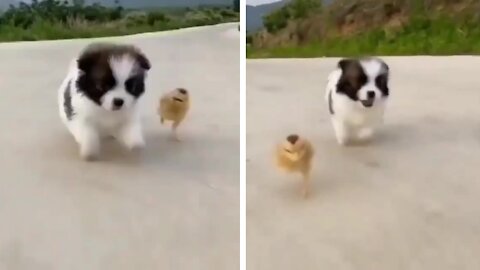 Cutest race of puppy and chick, who will win?