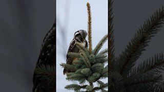 Northern Hawk Owl Eating Its Prey #short #shortvideo #shorts #shortsvideo