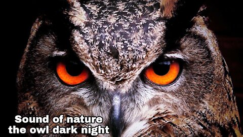 Sound of nature the owl dark night