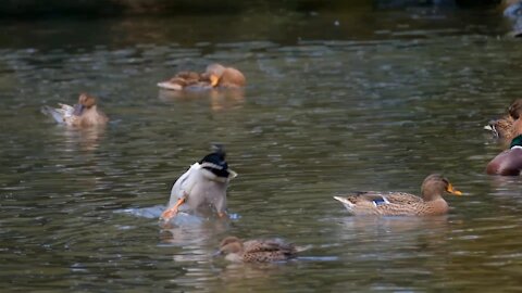 Ducks playing in water ducks in pond