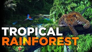 INTERESTING RAINFOREST FACTS | CONGO | AMAZON | REPTILES | PRECIPITATION | CLIMATE CHANGE