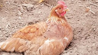 Free Range Life! #freerange #chickens #cute #peaceful #love #homesteading #farm #animals