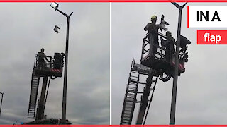 Seagull caught in fishing wire is rescued by firefighters