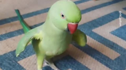 Talking parrot plays cute game with owner