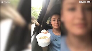 Sulten emu spiser mad fra en bil
