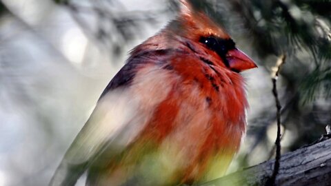 Red Masked Northern Cardinal Closeup