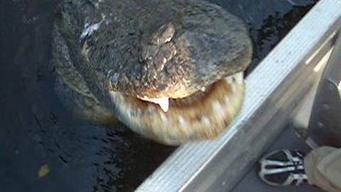 Giant Alligator Attacks Camera | Scary Moment Caught on Camera
