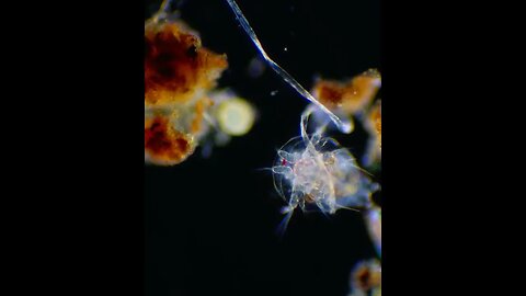 Micro Arthropod Eating Protozoa!
