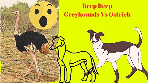 Beep Beep 😂😄 Greyhounds Chasing Ostrich Los galgos persiguen a los avestruz السلوقي تطارد النعامة