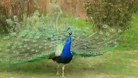 Beautiful Peacock Wild Birds Animals
