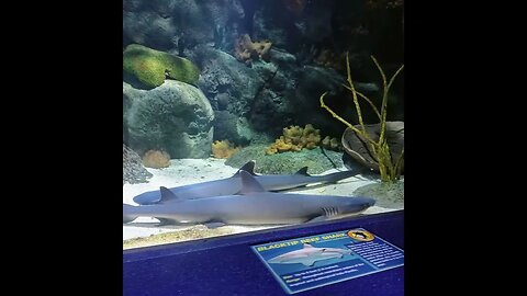 Myrtle Beach Trip, Ripley's Aquarium