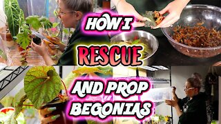 How To Propagate Begonias Part 1 - Simple Method