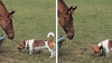 Peaceful Dog | Jack Russell Terrier vs Horse !