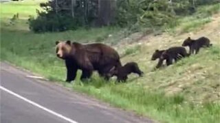 Traffic interrupted as family of bears cross street