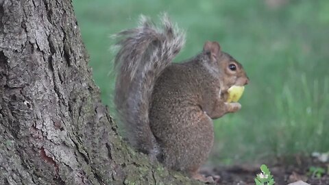 Secret Life of Squirrels - Sony A6700 4K 120 fps