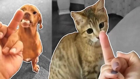 Tik Toks Hilarious Pets That Will Make Your Day Better 😍 | Fluff Planet