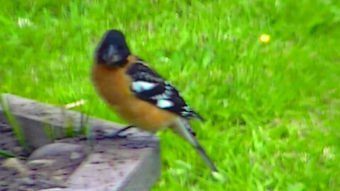 IECV NV #581 - 👀 Black Headed Grosbeak 5-17-2018