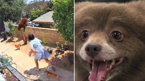 Girl Pushes Bear to Save Her Dogs