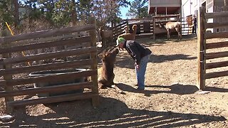 ‘Annie is the love of his life’: The unlikely bond between man and a wild elk