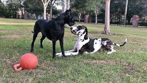 Funny Great Danes can't decide if they should dig or play