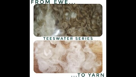 Ewe to Yarn - Teeswater series part 2