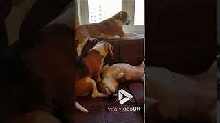 Beagles showing each other some love