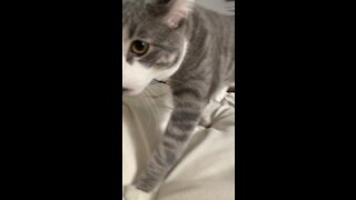 Kitty Loves to Plays Fetch