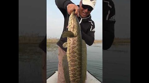 10Kg Giant Snakehead Caught in Wild Pond | Fish Hunting Technique