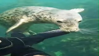 A playful seal at Lundy Island #seal #animals #wildlife #subscribe #viral #shortsvideo #new