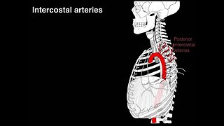 Intercostal arteries